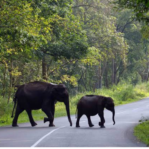 Mysore+ Wayanad